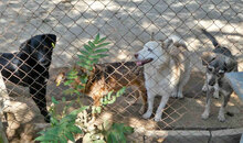 SONY, Hund, Mischlingshund in Bulgarien - Bild 5
