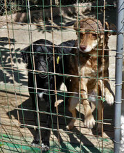 SONY, Hund, Mischlingshund in Bulgarien - Bild 6