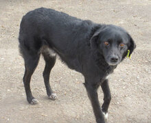 SONY, Hund, Mischlingshund in Bulgarien - Bild 7