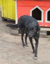 SONY, Hund, Mischlingshund in Bulgarien - Bild 8