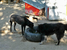 SONY, Hund, Mischlingshund in Bulgarien - Bild 9