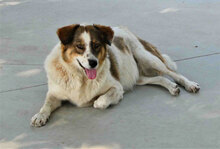 ROSITA, Hund, Mischlingshund in Bulgarien - Bild 1