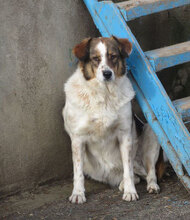 ROSITA, Hund, Mischlingshund in Bulgarien - Bild 2