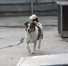 ROSITA, Hund, Mischlingshund in Bulgarien - Bild 3