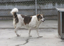 ROSITA, Hund, Mischlingshund in Bulgarien - Bild 4