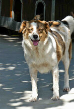 ROSITA, Hund, Mischlingshund in Bulgarien - Bild 5