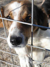 ROSITA, Hund, Mischlingshund in Bulgarien - Bild 7