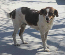 ROSITA, Hund, Mischlingshund in Bulgarien - Bild 8