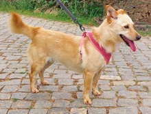 STELLA, Hund, Mischlingshund in Teisnach - Bild 10