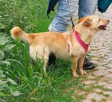 STELLA, Hund, Mischlingshund in Teisnach - Bild 9