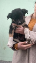 HENRY, Hund, Mischlingshund in Bulgarien - Bild 1