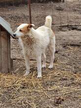MORITZ, Hund, Mischlingshund in Rumänien - Bild 2
