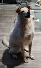 MORITZ, Hund, Mischlingshund in Rumänien - Bild 5