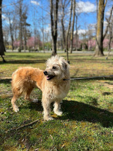 ALIN, Hund, Mischlingshund in Rumänien - Bild 10