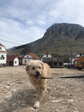 ALIN, Hund, Mischlingshund in Rumänien - Bild 13