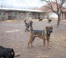PÖTTÖM, Hund, Mischlingshund in Ungarn - Bild 4