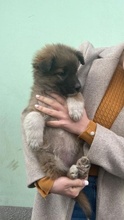 GABI, Hund, Mischlingshund in Bulgarien - Bild 1