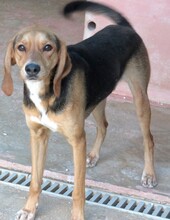 DIEGO2, Hund, Mischlingshund in Zypern - Bild 2