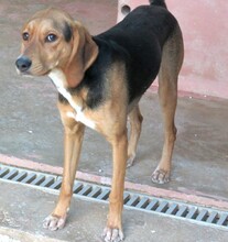 DIEGO2, Hund, Mischlingshund in Zypern - Bild 6