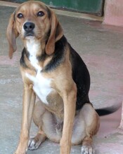 DIEGO2, Hund, Mischlingshund in Zypern - Bild 7