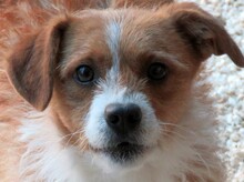 PEDRO3, Hund, Terrier-Mix in Zypern - Bild 1