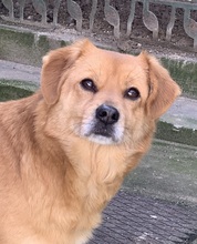 BOBBY, Hund, Mischlingshund in Rumänien - Bild 1