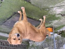 BOBBY, Hund, Mischlingshund in Rumänien - Bild 2