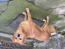 BOBBY, Hund, Mischlingshund in Rumänien - Bild 8