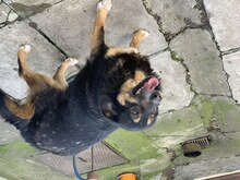 CORA, Hund, Mischlingshund in Rumänien - Bild 4