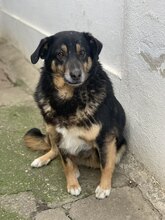 CORA, Hund, Mischlingshund in Rumänien - Bild 6