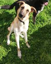 CANELA, Hund, Mischlingshund in Griechenland - Bild 1