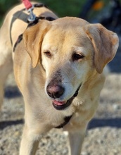 PAVLINA, Hund, Mischlingshund in Griechenland - Bild 10