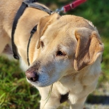 PAVLINA, Hund, Mischlingshund in Griechenland - Bild 11