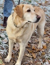 PAVLINA, Hund, Mischlingshund in Griechenland - Bild 3