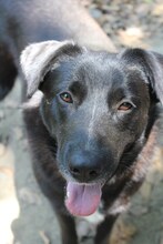 LENIE, Hund, Mischlingshund in Griechenland - Bild 11