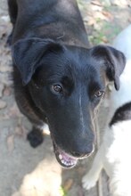 LENIE, Hund, Mischlingshund in Griechenland - Bild 13