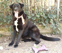 LENIE, Hund, Mischlingshund in Griechenland - Bild 20