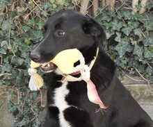 LENIE, Hund, Mischlingshund in Griechenland - Bild 21
