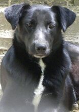 LENIE, Hund, Mischlingshund in Griechenland - Bild 22
