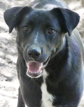 LENIE, Hund, Mischlingshund in Griechenland - Bild 23