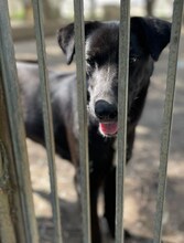 LENIE, Hund, Mischlingshund in Griechenland - Bild 28