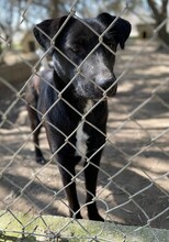 LENIE, Hund, Mischlingshund in Griechenland - Bild 30