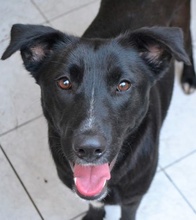 LENIE, Hund, Mischlingshund in Griechenland - Bild 35