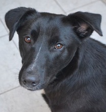 LENIE, Hund, Mischlingshund in Griechenland - Bild 36