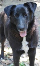 LENIE, Hund, Mischlingshund in Griechenland - Bild 4