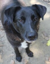 LENIE, Hund, Mischlingshund in Griechenland - Bild 6