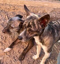 DORA, Hund, Mischlingshund in Leonberg - Bild 13