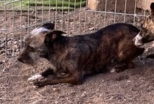 DORA, Hund, Mischlingshund in Leonberg - Bild 14