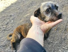 DORA, Hund, Mischlingshund in Leonberg - Bild 16