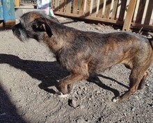 DORA, Hund, Mischlingshund in Leonberg - Bild 7